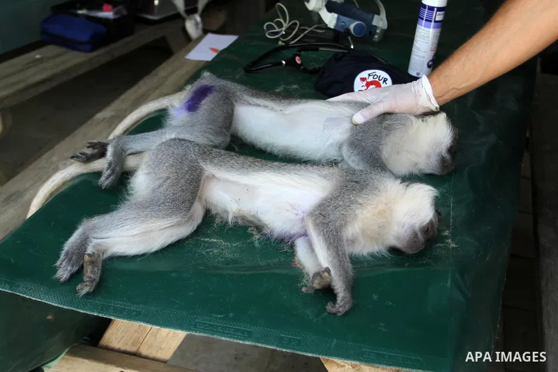 Veterinarian Amir Khalil from the international animal protecting organization Four Paws checks a monkey from a zoo in the southern Gaza Strip city of Khan Younis, June 10, 2016. Photo by Abed Rahim Khatib