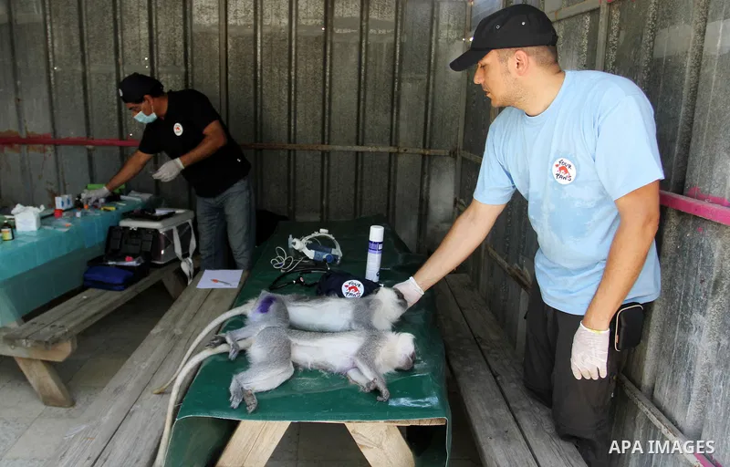 Veterinarian Amir Khalil from the international animal protecting organization Four Paws checks a monkey from a zoo in the southern Gaza Strip city of Khan Younis, June 10, 2016. Photo by Abed Rahim Khatib
