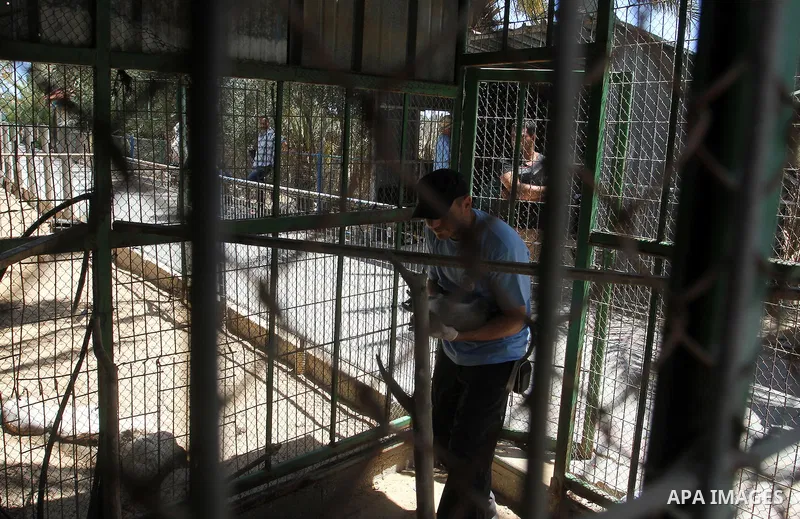 A member of FOUR PAWS International team checks a monkey at a zoo in Khan Younis in the southern Gaza Strip June 10, 2016. Photo by Abed Rahim Khatib