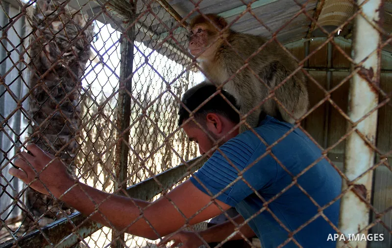 A Palestinian man looks to the Monkey at a zoo in Khan Younis in the southern Gaza Strip June 10, 2016. Photo by Abed Rahim Khatib