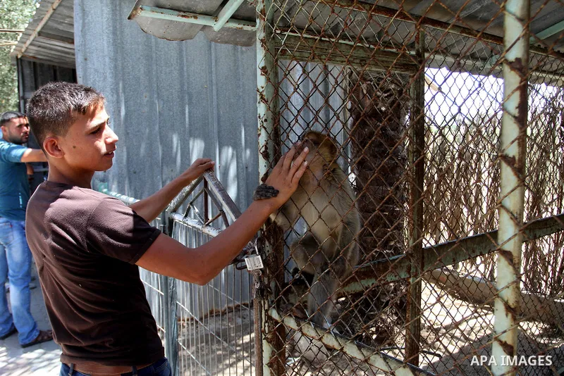 A Palestinian man looks to the Monkey at a zoo in Khan Younis in the southern Gaza Strip June 10, 2016. Photo by Abed Rahim Khatib