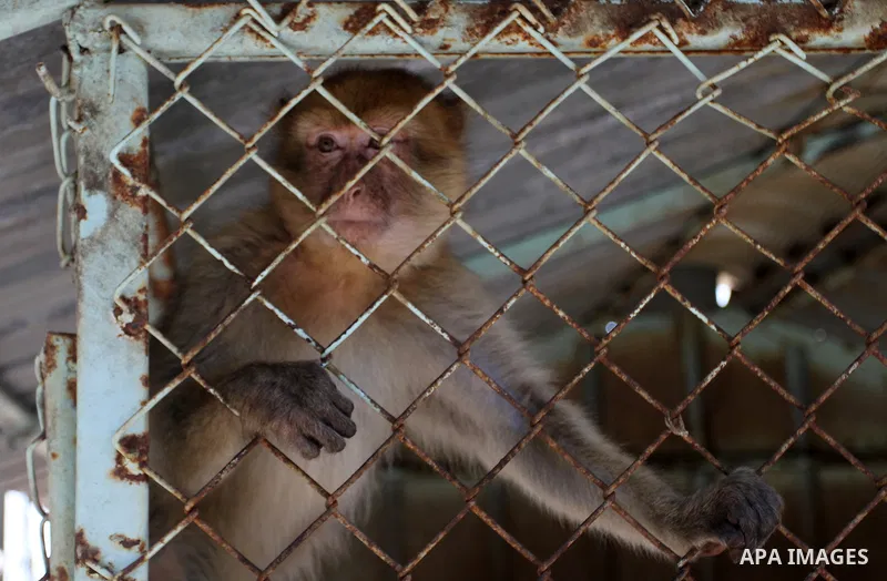A monkey is seen inside an enclosure at a zoo in Khan Younis in the southern Gaza Strip June 10, 2016. Photo by Abed Rahim Khatib