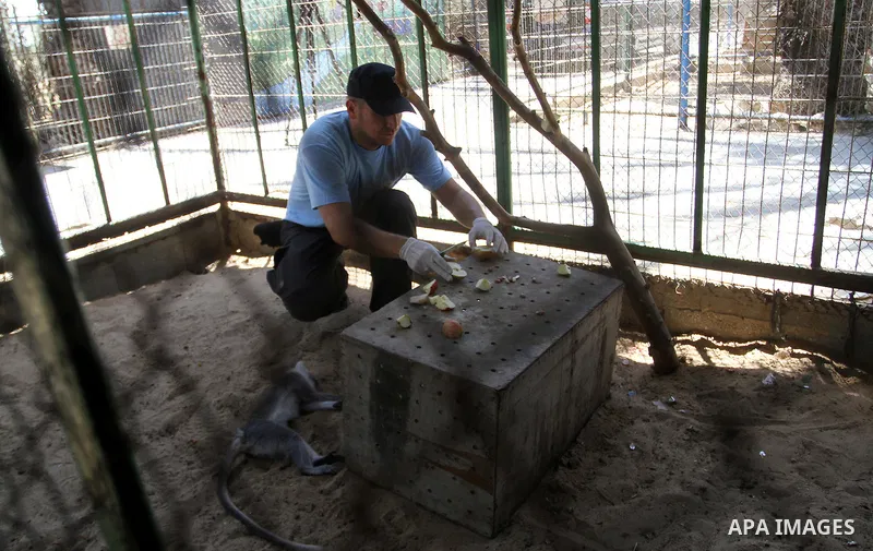 A member of FOUR PAWS International team checks a monkey at a zoo in Khan Younis in the southern Gaza Strip June 10, 2016. Photo by Abed Rahim Khatib
