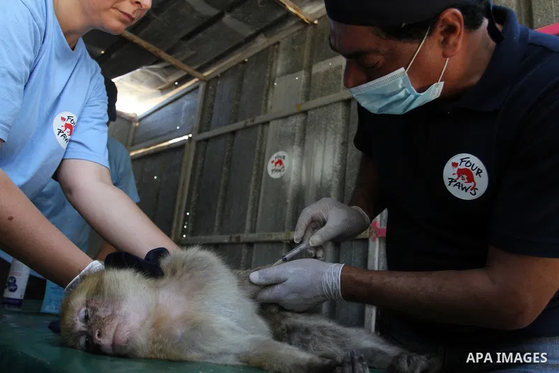 Veterinarian Amir Khalil from the international animal protecting organization Four Paws checks a monkey from a zoo in the southern Gaza Strip city of Khan Younis, June 10, 2016. Photo by Abed Rahim Khatib