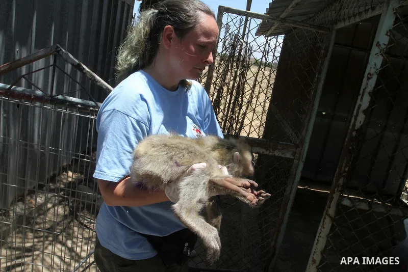 A member of FOUR PAWS International team checks a monkey at a zoo in Khan Younis in the southern Gaza Strip June 10, 2016. Photo by Abed Rahim Khatib
