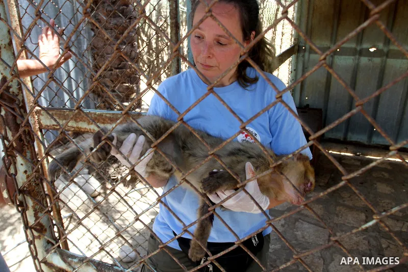 A member of FOUR PAWS International team checks a monkey at a zoo in Khan Younis in the southern Gaza Strip June 10, 2016. Photo by Abed Rahim Khatib