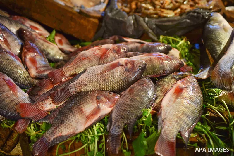 Fishes are displayed on the holy month of Ramadan at a fishes market at the Imbaba area in Cairo, Egypt, on June 11, 2016. Ramadan is sacred to Muslims because it is during that month that tradition says the Koran was re...