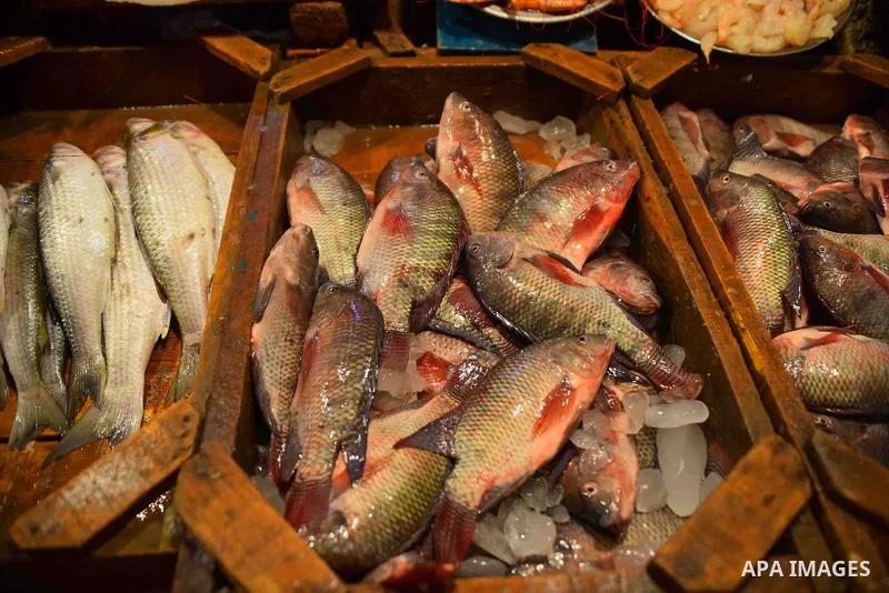 Fishes are displayed on the holy month of Ramadan at a fishes market at the Imbaba area in Cairo, Egypt, on June 11, 2016. Ramadan is sacred to Muslims because it is during that month that tradition says the Koran was re...