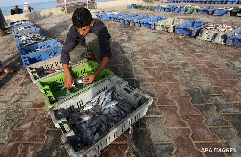 Palestinian fishermen display fish for sale on the holy month of Ramadan, in Gaza seaport, on June 14, 2016. Muslims around the world refrain from eating, drinking and sexual intercourse from dawn till dusk during Ramada...