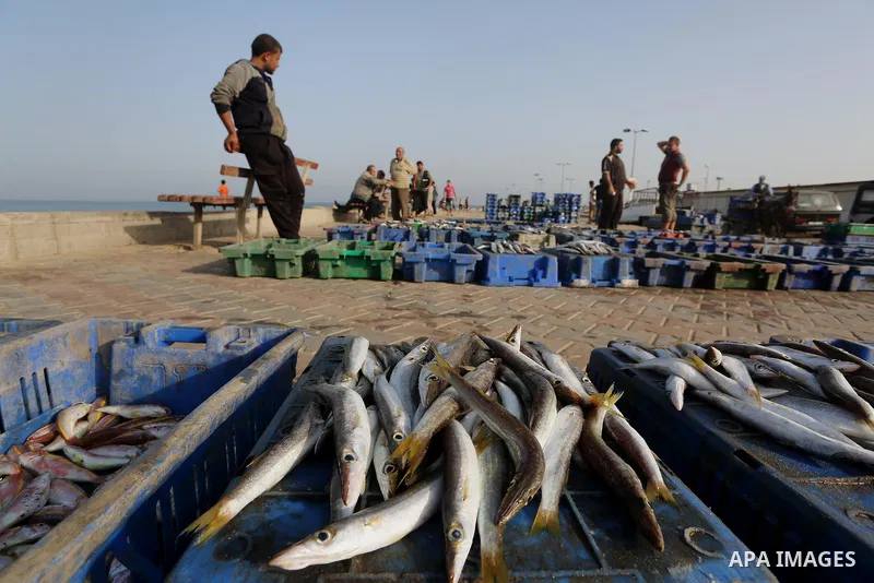 Palestinian fishermen display fish for sale on the holy month of Ramadan, in Gaza seaport, on June 14, 2016. Muslims around the world refrain from eating, drinking and sexual intercourse from dawn till dusk during Ramada...