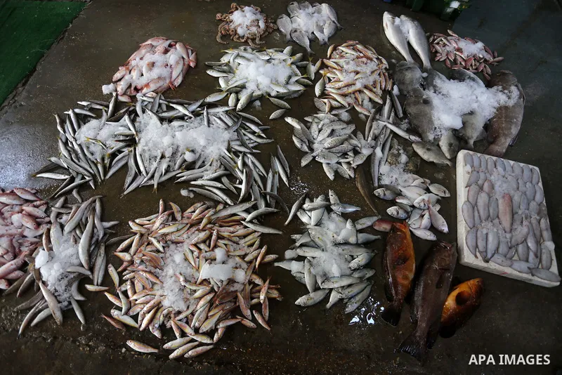 Palestinian fishermen display fish for sale on the holy month of Ramadan, in Gaza seaport, on June 14, 2016. Muslims around the world refrain from eating, drinking and sexual intercourse from dawn till dusk during Ramada...