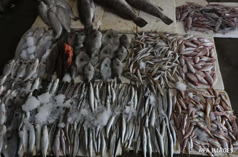 Palestinian fishermen display fish for sale on the holy month of Ramadan, in Gaza seaport, on June 14, 2016. Muslims around the world refrain from eating, drinking and sexual intercourse from dawn till dusk during Ramada...