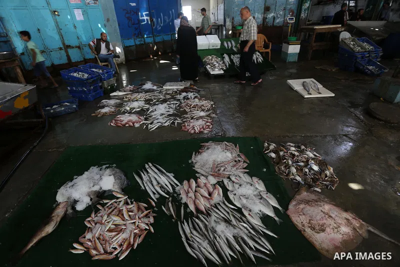 Palestinian fishermen display fish for sale on the holy month of Ramadan, in Gaza seaport, on June 14, 2016. Muslims around the world refrain from eating, drinking and sexual intercourse from dawn till dusk during Ramada...
