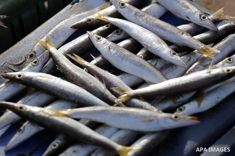 Palestinian fishermen display fish for sale on the holy month of Ramadan, in Gaza seaport, on June 14, 2016. Muslims around the world refrain from eating, drinking and sexual intercourse from dawn till dusk during Ramada...