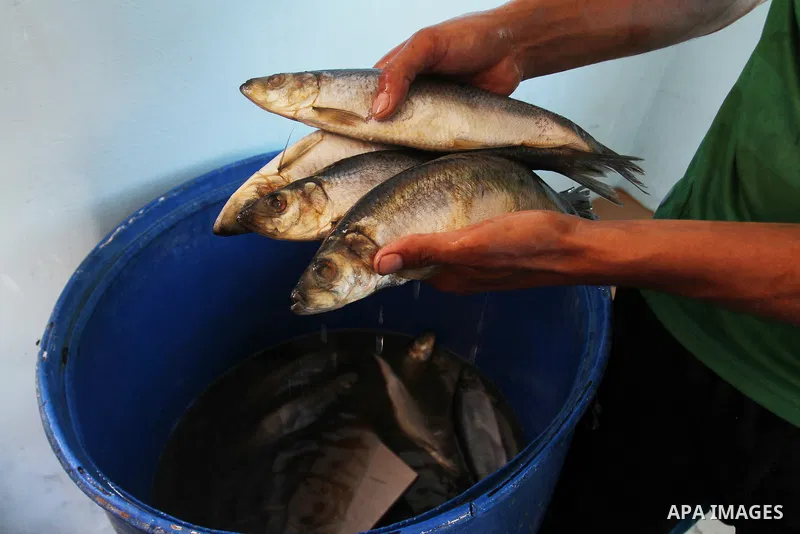 A Palestinian man prepares mackerels to be smoked and sold at a market ahead of the Eid al-Fitr holiday on July 2, 2016 in Khan Yunis, in the southern Gaza Strip. Eid al-Fitr marks the end of Muslim's holy fasting month...
