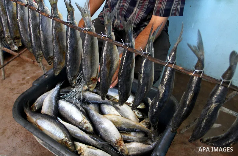 A Palestinian man prepares mackerels to be smoked and sold at a market ahead of the Eid al-Fitr holiday on July 2, 2016 in Khan Yunis, in the southern Gaza Strip. Eid al-Fitr marks the end of Muslim's holy fasting month...