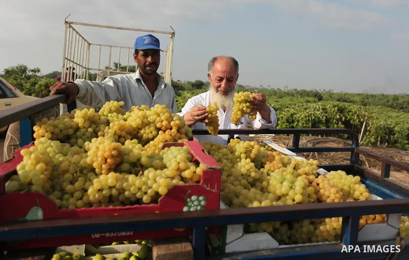 Palestinian farmers collect grapes during harvest season at a vineyard in Gaza city on July 20, 2016. Photo by Ashraf Amra