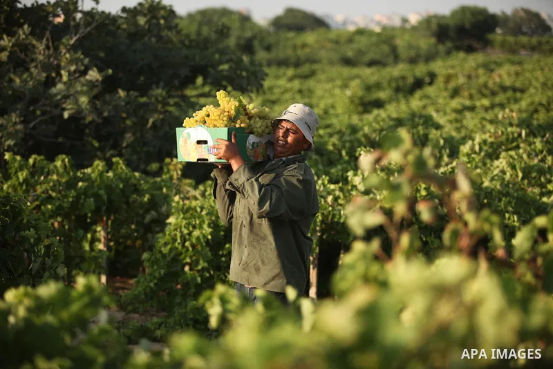 A Palestinian farmer collects grapes during harvest season at a vineyard in Gaza city on July 20, 2016. Photo by Ashraf Amra