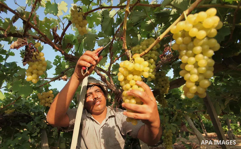 A Palestinian farmer collects grapes during harvest season at a vineyard in Gaza city on July 20, 2016. Photo by Ashraf Amra
