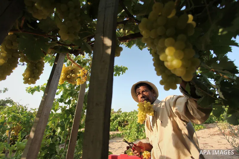 A Palestinian farmer collects grapes during harvest season at a vineyard in Gaza city on July 20, 2016. Photo by Ashraf Amra