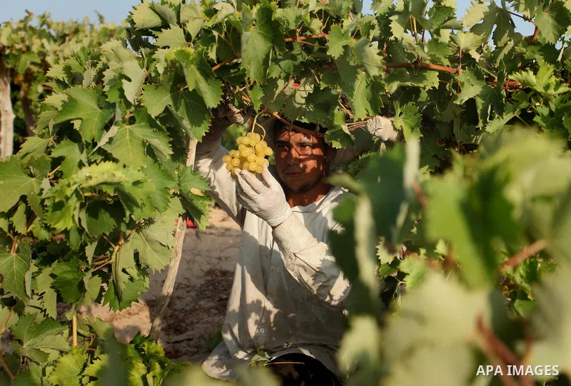 A Palestinian farmer collects grapes during harvest season at a vineyard in Gaza city on July 20, 2016. Photo by Ashraf Amra