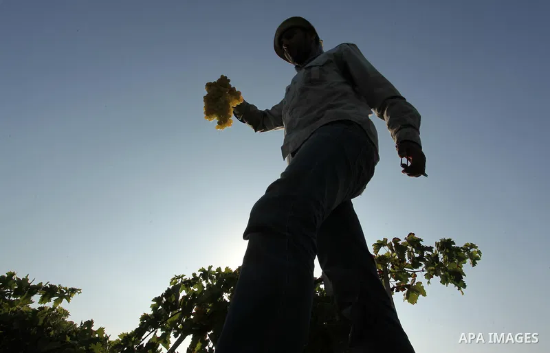 A Palestinian farmer collects grapes during harvest season at a vineyard in Gaza city on July 20, 2016. Photo by Ashraf Amra