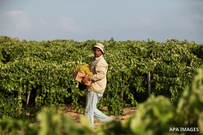 A Palestinian farmer collects grapes during harvest season at a vineyard in Gaza city on July 20, 2016. Photo by Ashraf Amra