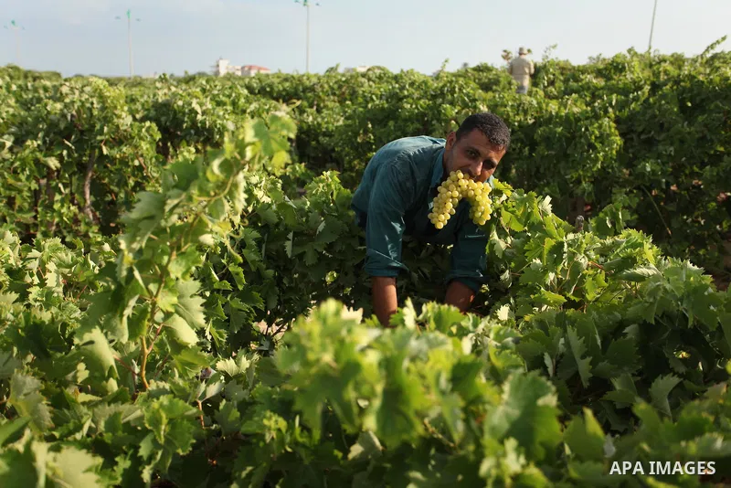 A Palestinian farmer collects grapes during harvest season at a vineyard in Gaza city on July 20, 2016. Photo by Ashraf Amra