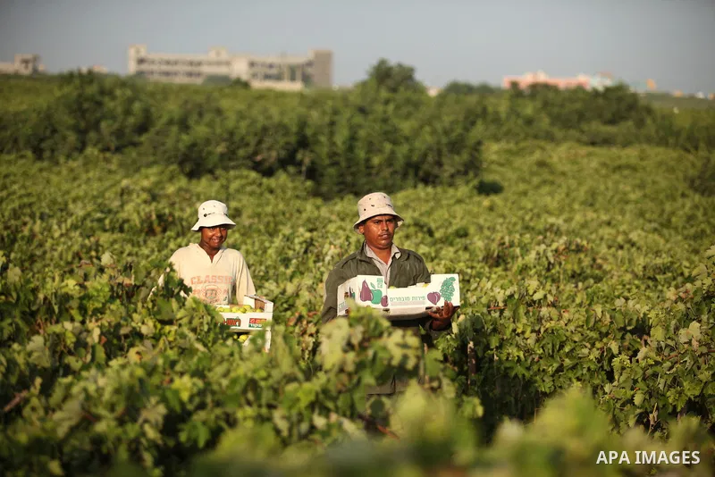 Palestinian farmers collect grapes during harvest season at a vineyard in Gaza city on July 20, 2016. Photo by Ashraf Amra