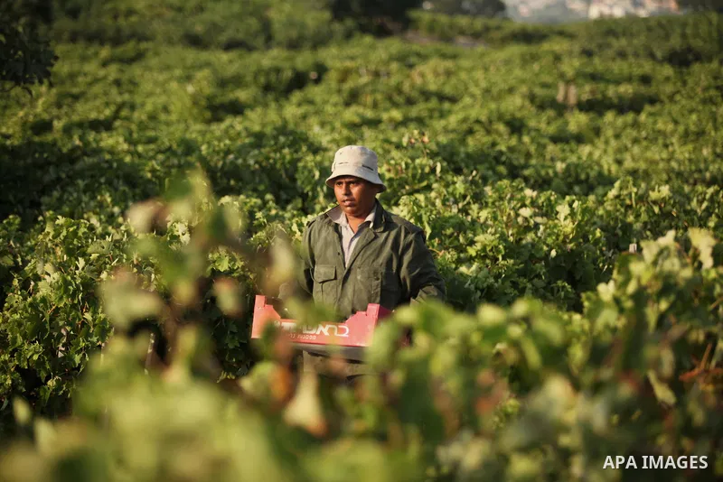 A Palestinian farmer collects grapes during harvest season at a vineyard in Gaza city on July 20, 2016. Photo by Ashraf Amra