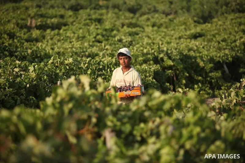 A Palestinian farmer collects grapes during harvest season at a vineyard in Gaza city on July 20, 2016. Photo by Ashraf Amra