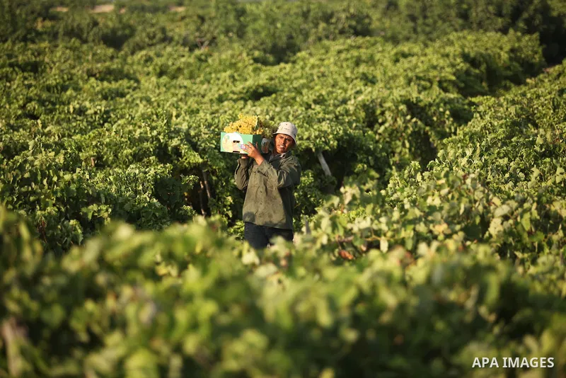 A Palestinian farmer collects grapes during harvest season at a vineyard in Gaza city on July 20, 2016. Photo by Ashraf Amra