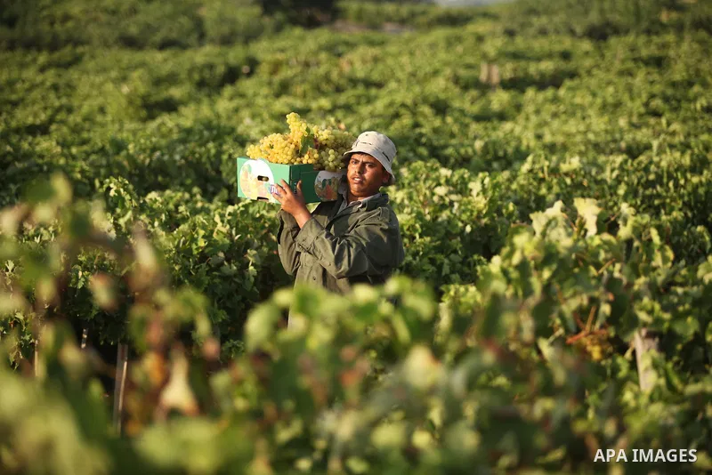 A Palestinian farmer collects grapes during harvest season at a vineyard in Gaza city on July 20, 2016. Photo by Ashraf Amra