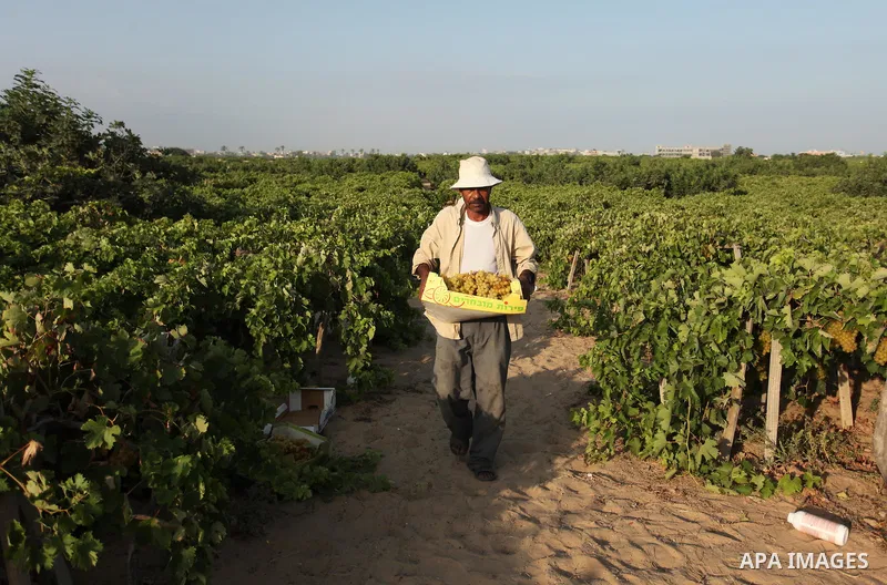 A Palestinian farmer collects grapes during harvest season at a vineyard in Gaza city on July 20, 2016. Photo by Ashraf Amra