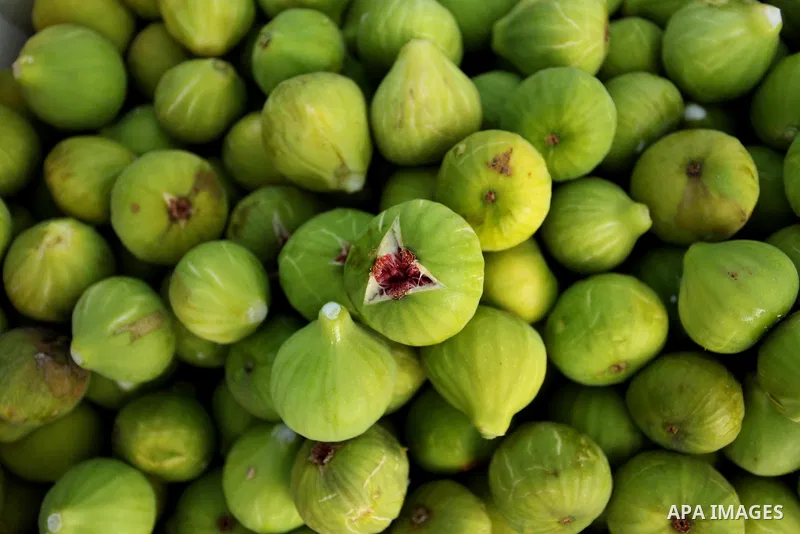 Figs are seen during harvest season at a vineyard in Gaza city on July 20, 2016. Photo by Ashraf Amra