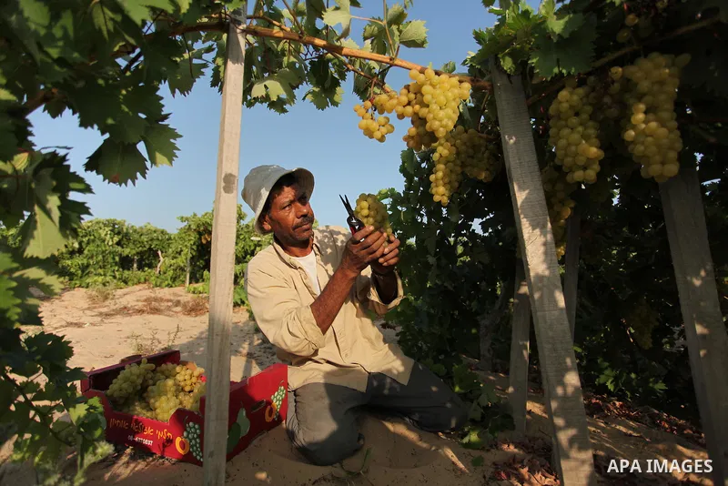 A Palestinian farmer collects grapes during harvest season at a vineyard in Gaza city on July 20, 2016. Photo by Ashraf Amra