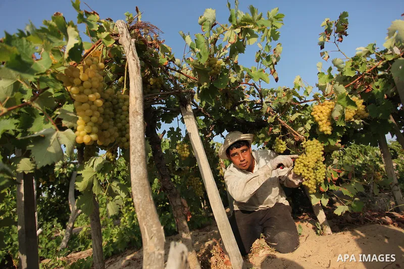 A Palestinian farmer collects grapes during harvest season at a vineyard in Gaza city on July 20, 2016. Photo by Ashraf Amra