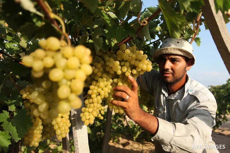 A Palestinian farmer collects grapes during harvest season at a vineyard in Gaza city on July 20, 2016. Photo by Ashraf Amra