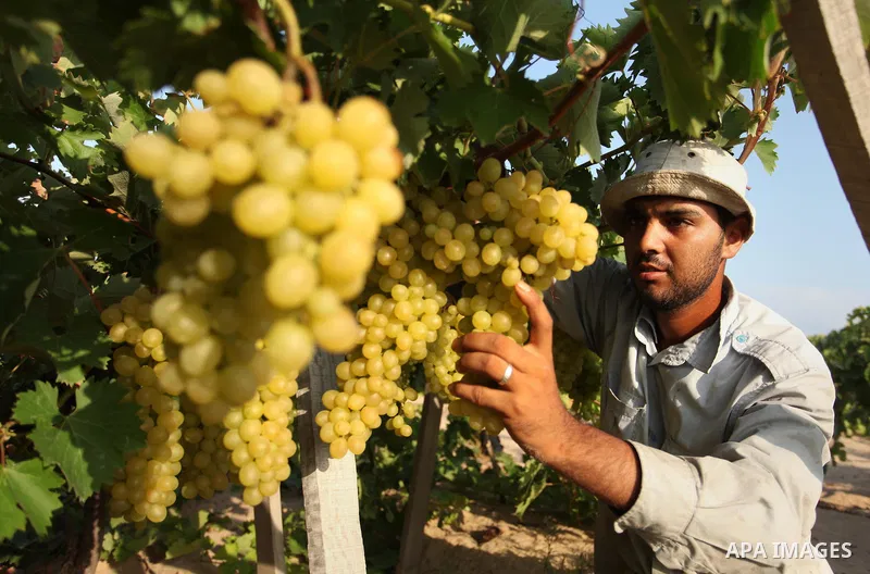 A Palestinian farmer collects grapes during harvest season at a vineyard in Gaza city on July 20, 2016. Photo by Ashraf Amra