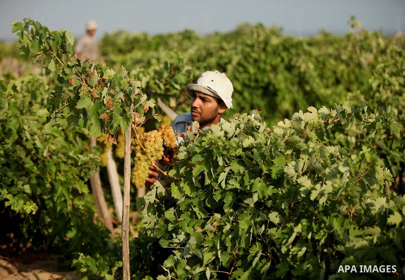A Palestinian farmer collects grapes during harvest season at a vineyard in Gaza city on July 20, 2016. Photo by Ashraf Amra