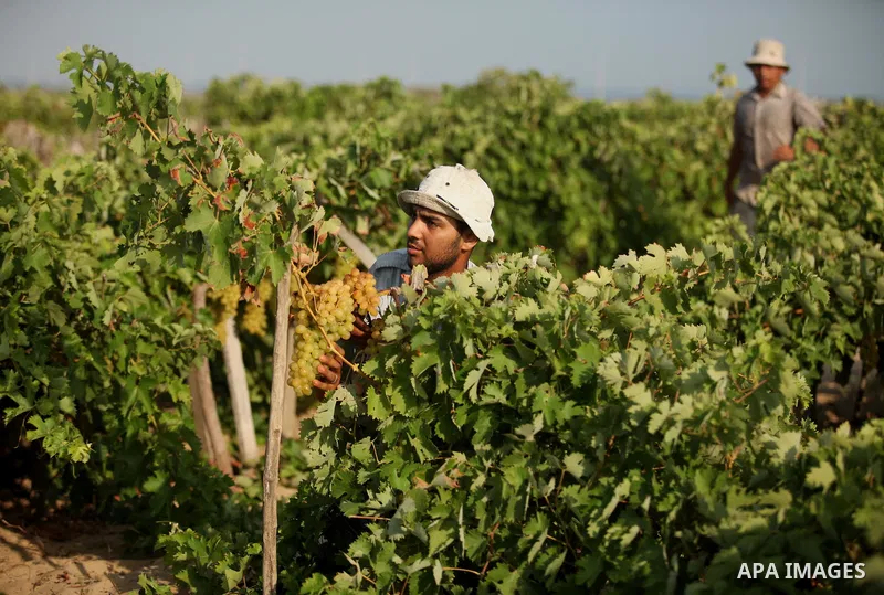 A Palestinian farmer collects grapes during harvest season at a vineyard in Gaza city on July 20, 2016. Photo by Ashraf Amra