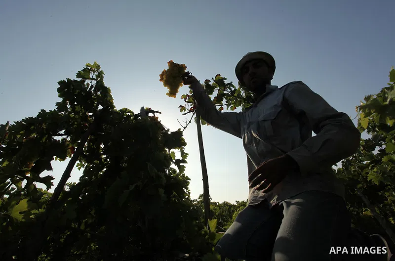 A Palestinian farmer collects grapes during harvest season at a vineyard in Gaza city on July 20, 2016. Photo by Ashraf Amra