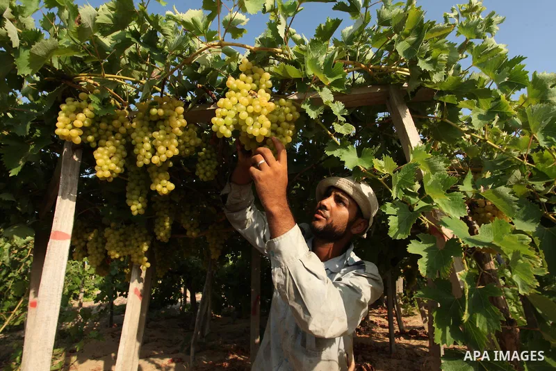 A Palestinian farmer collects grapes during harvest season at a vineyard in Gaza city on July 20, 2016. Photo by Ashraf Amra