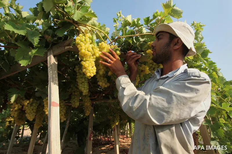 A Palestinian farmer collects grapes during harvest season at a vineyard in Gaza city on July 20, 2016. Photo by Ashraf Amra
