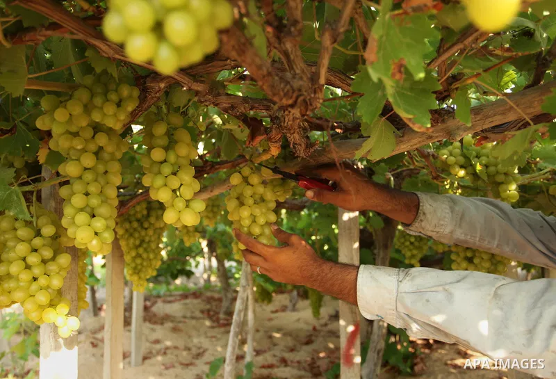A Palestinian farmer collects grapes during harvest season at a vineyard in Gaza city on July 20, 2016. Photo by Ashraf Amra