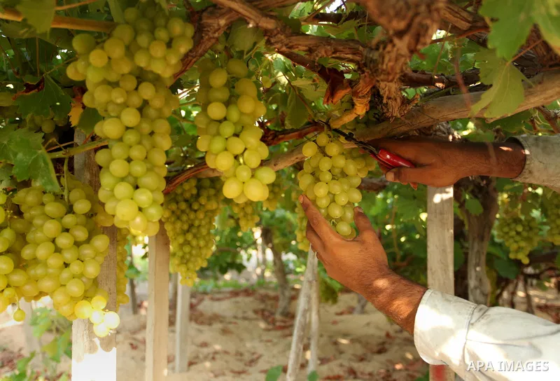 A Palestinian farmer collects grapes during harvest season at a vineyard in Gaza city on July 20, 2016. Photo by Ashraf Amra
