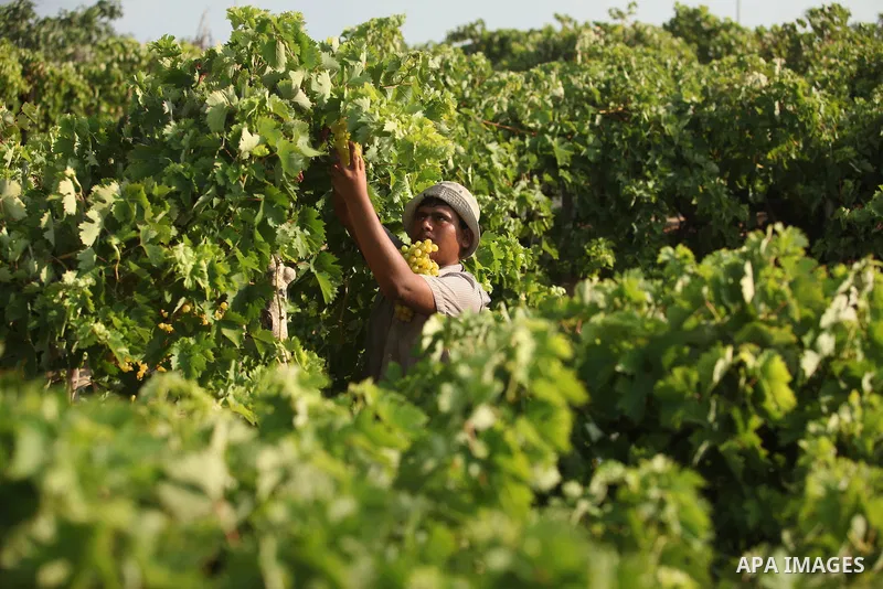 A Palestinian farmer collects grapes during harvest season at a vineyard in Gaza city on July 20, 2016. Photo by Ashraf Amra