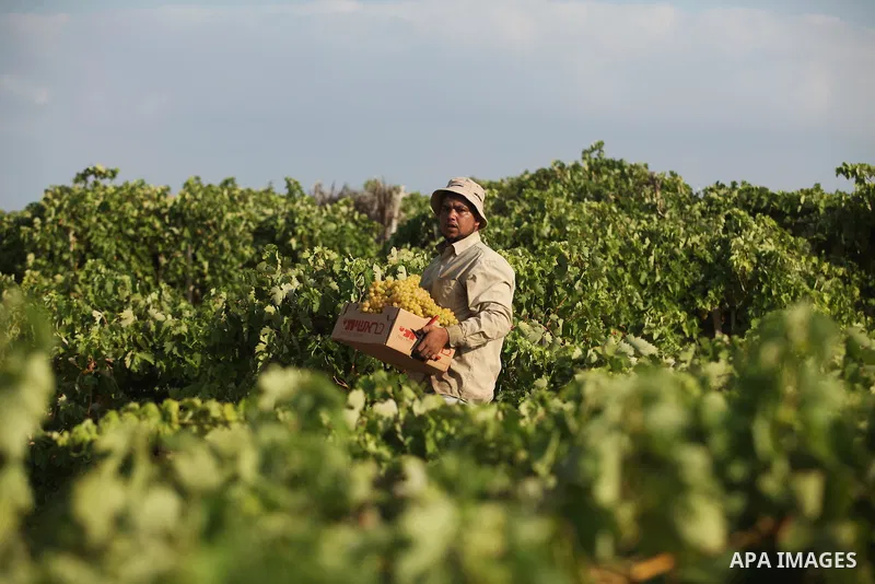 A Palestinian farmer collects grapes during harvest season at a vineyard in Gaza city on July 20, 2016. Photo by Ashraf Amra