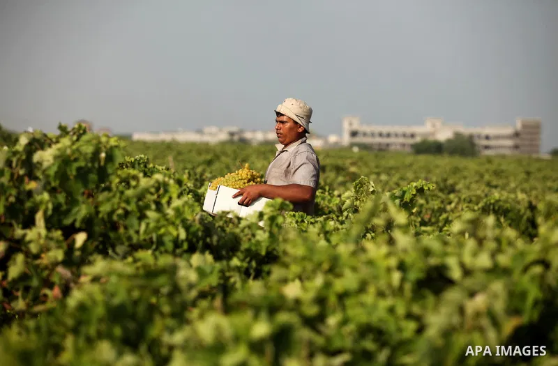 A Palestinian farmer collects grapes during harvest season at a vineyard in Gaza city on July 20, 2016. Photo by Ashraf Amra