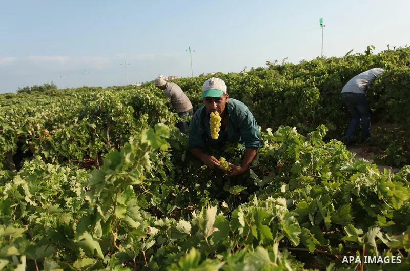A Palestinian farmer collects grapes during harvest season at a vineyard in Gaza city on July 20, 2016. Photo by Ashraf Amra